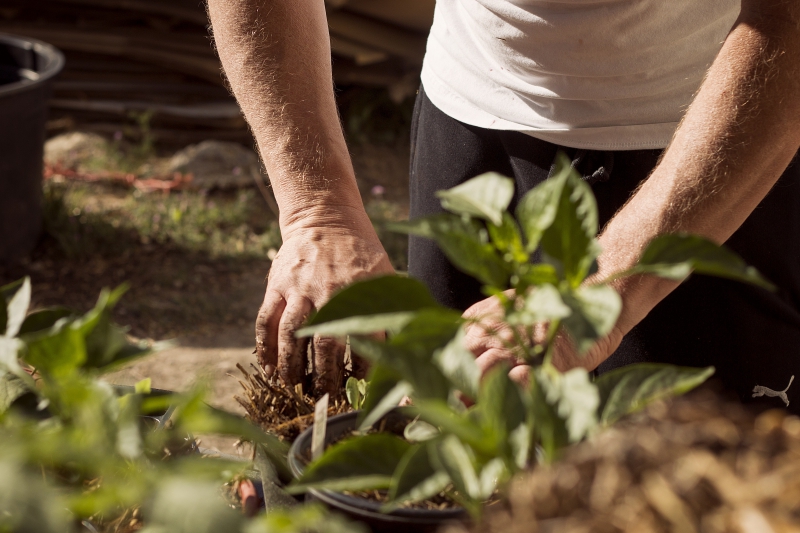 jardinerie-COMPS SUR ARTUBY-min_garden-5315602